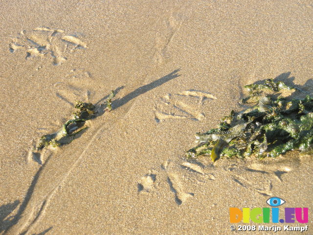 JT00014 Bird tracks between seaweed